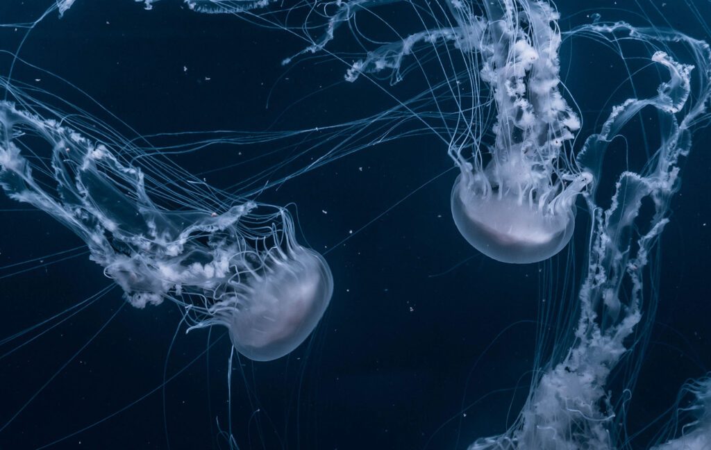 We encountered a jellyfish paradise - Ultimate Wordpress Starter Kit